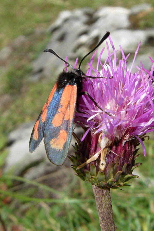 Zygaenidae